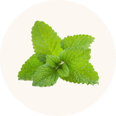 Lemon balm